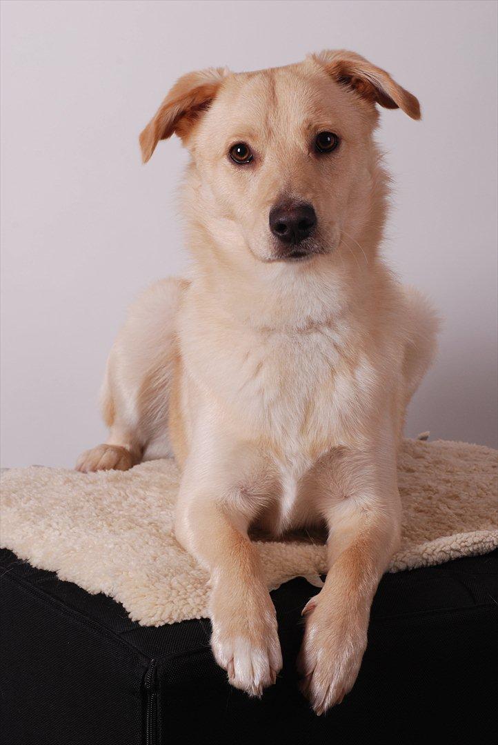 Blanding af racer Bertram - Bertram, 10 måneder. :o) 7. januar 2012. billede 6