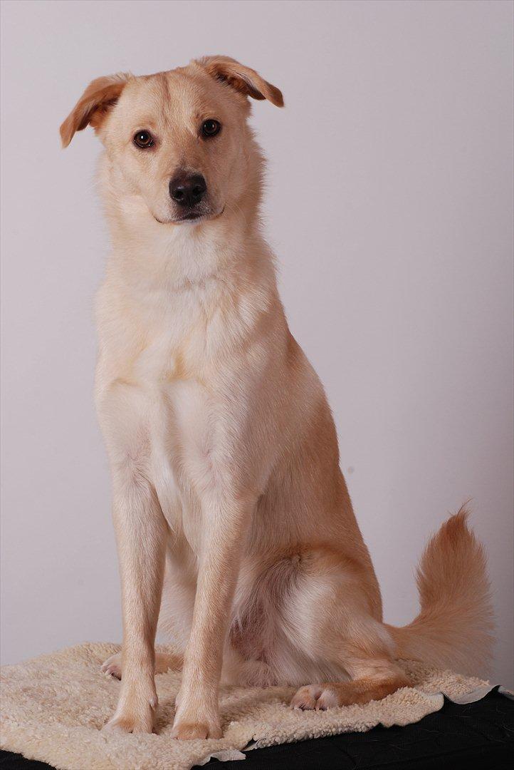 Blanding af racer Bertram - Bertram, 10 måneder. :o) 7. januar 2012.  billede 19