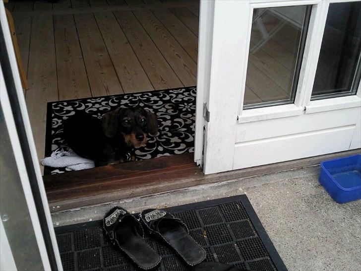 Gravhund Bertha billede 1