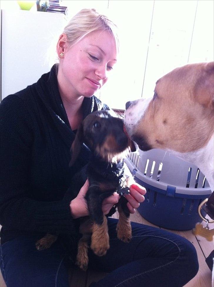 Gravhund Bertha billede 2
