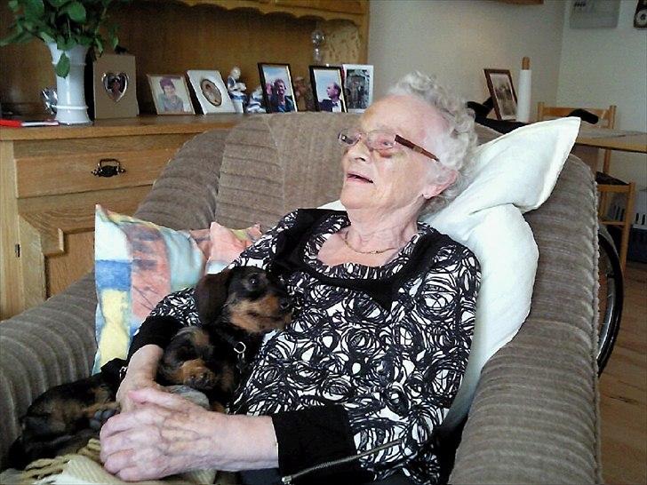 Gravhund Bertha billede 5