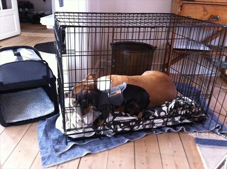 Gravhund Bertha billede 6