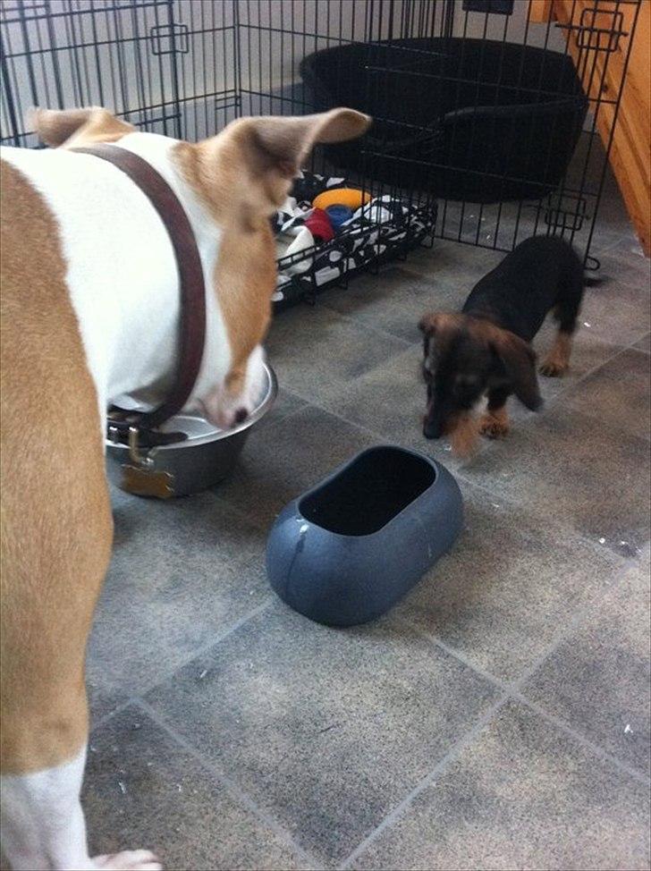 Gravhund Bertha billede 7