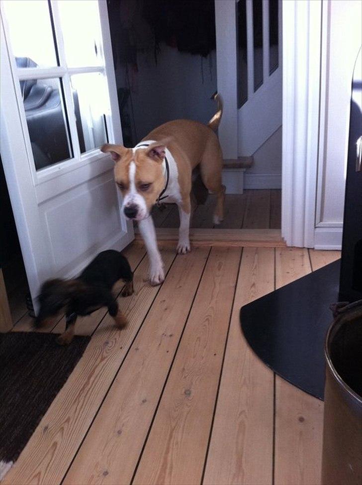 Gravhund Bertha billede 8
