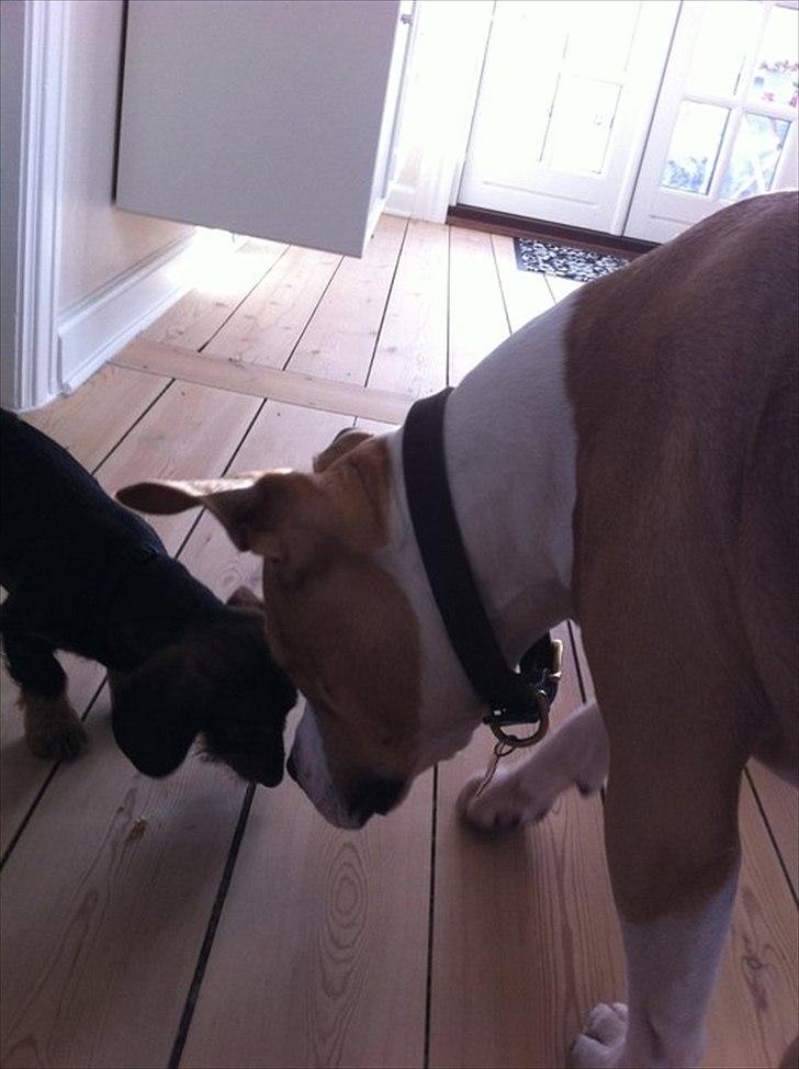 Gravhund Bertha billede 9