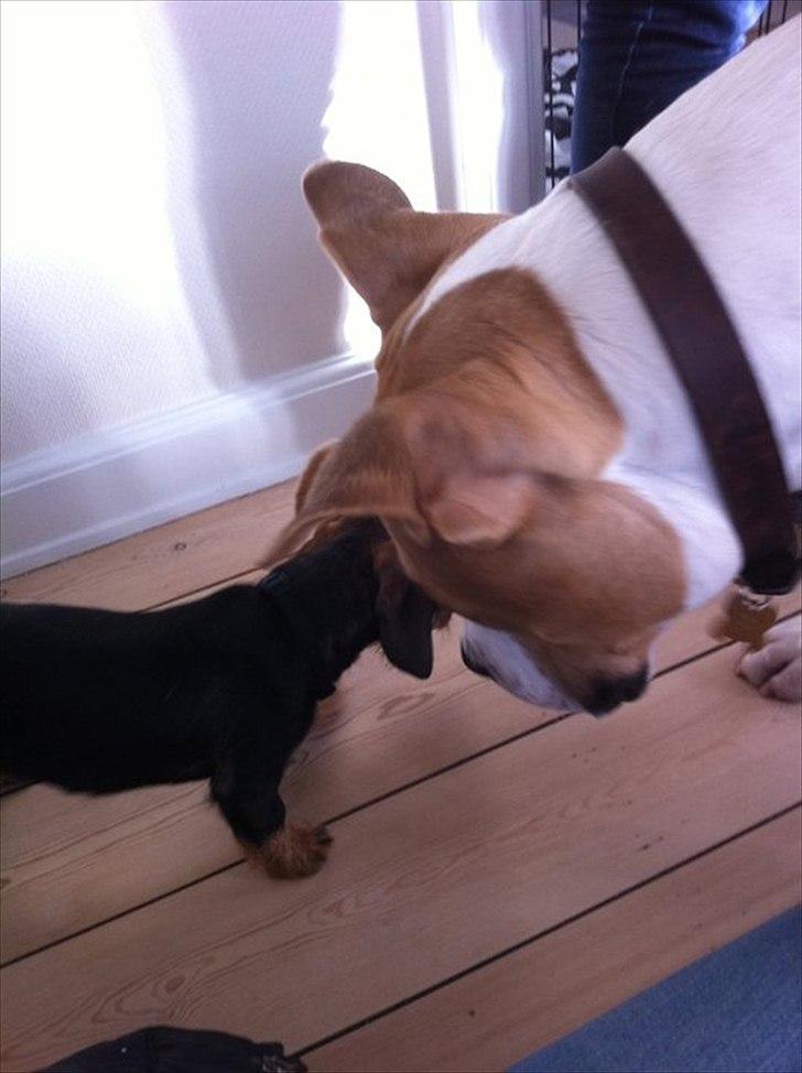 Gravhund Bertha billede 10
