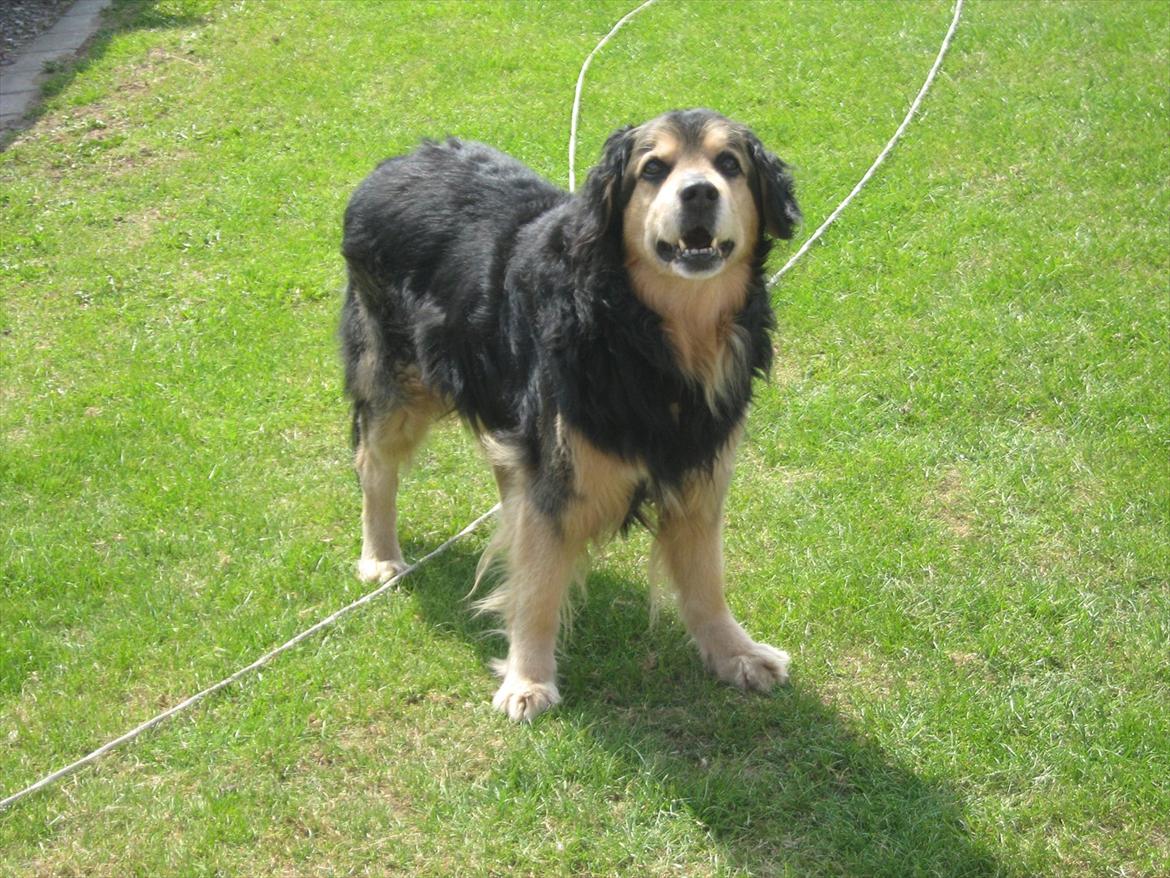 Blanding af racer Frede (RIP) - Velkommen til fredes Profil. avr han ikke smuk?:) billede 1