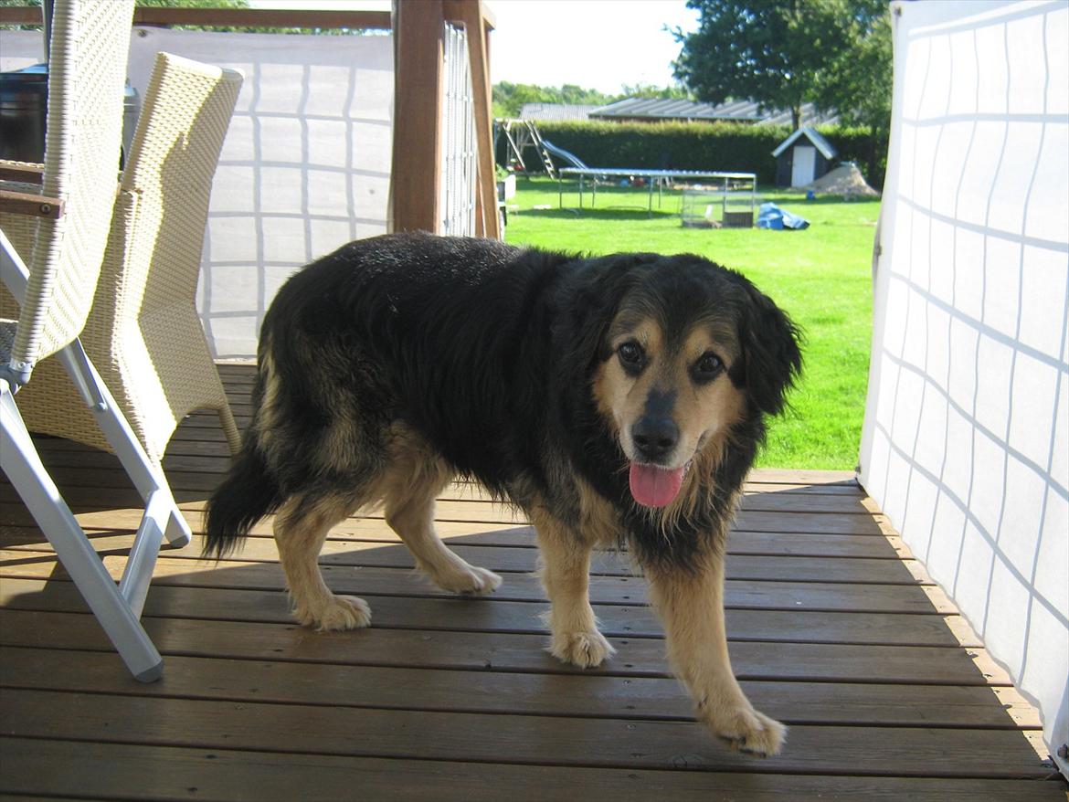 Blanding af racer Frede (RIP) - Gamle hunnie billede 2