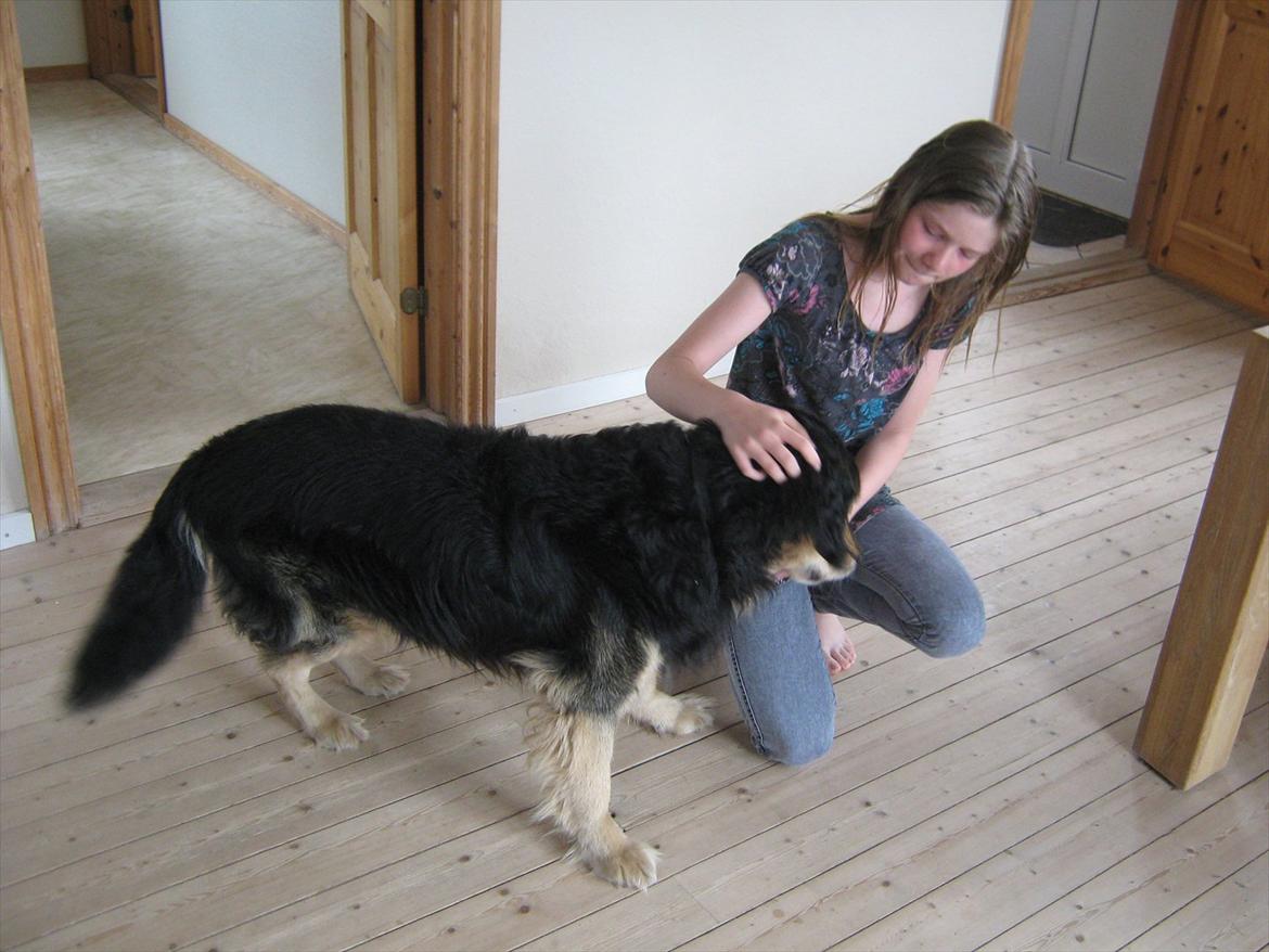Blanding af racer Frede (RIP) - mig og frede efter en tur på stranden billede 3