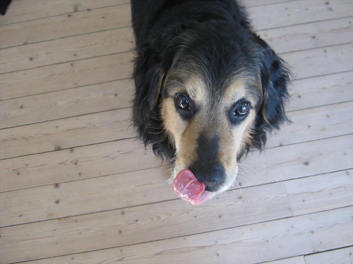 Blanding af racer Frede (RIP) - Mmh det kamera ser lækkert ud billede 4