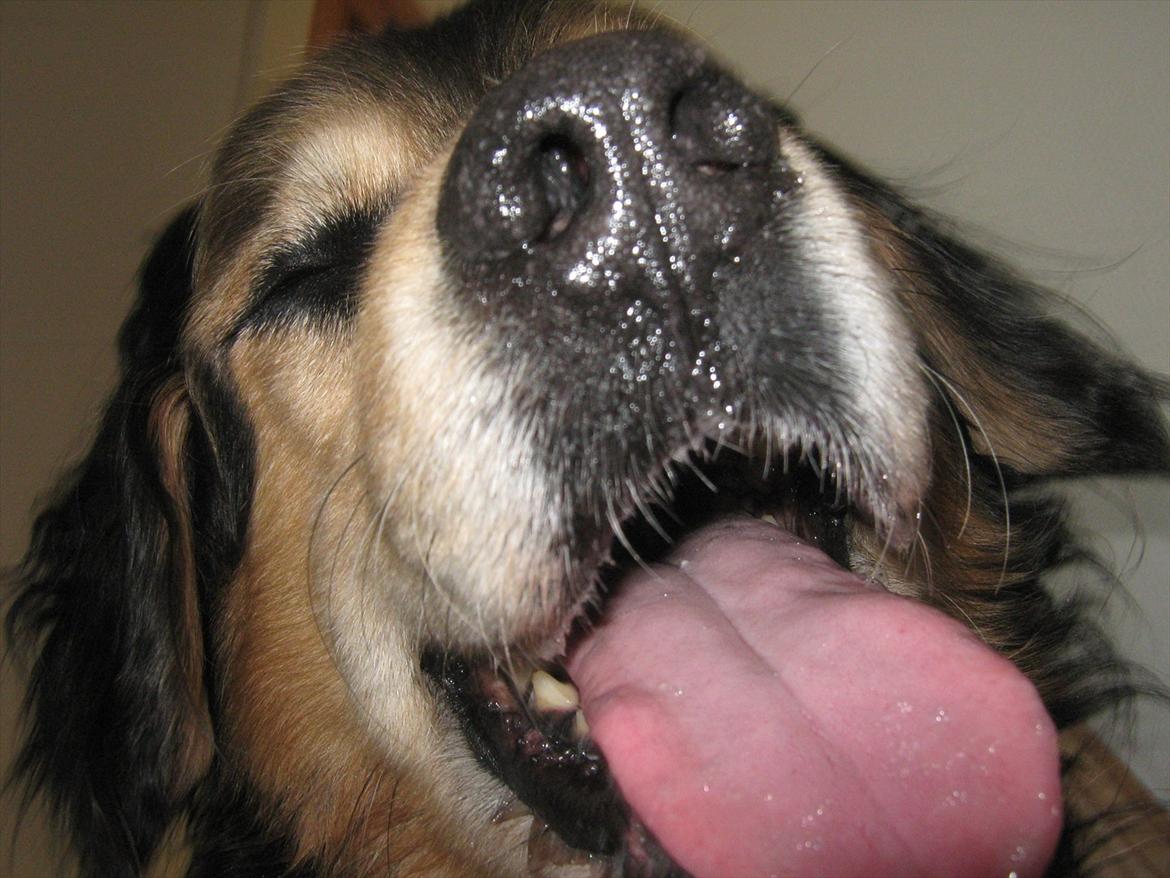 Blanding af racer Frede (RIP) - lad mig smage kameraet billede 5