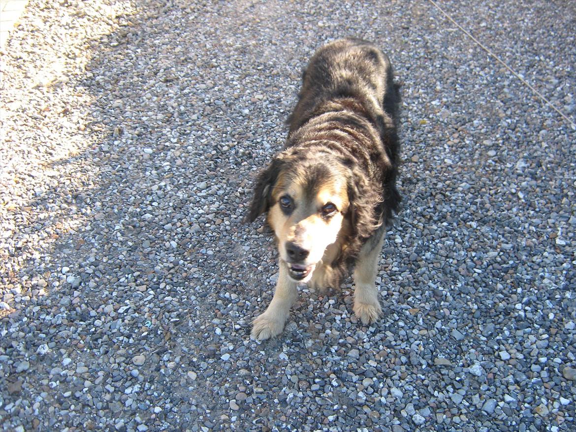 Blanding af racer Frede (RIP) - i indkørslen billede 6