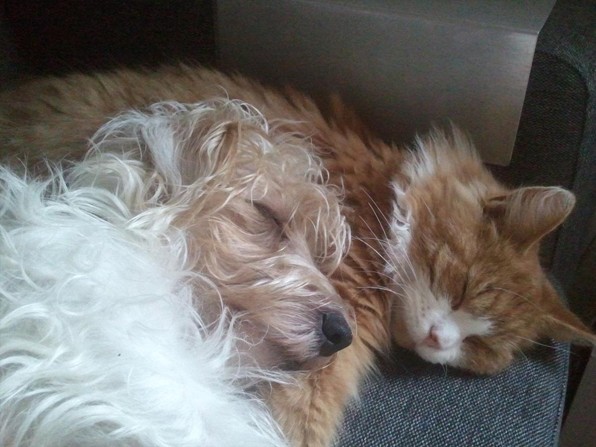 Jack russell terrier Jensen - bedste venner :) billede 3