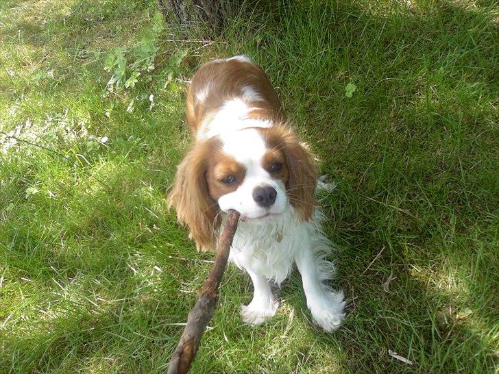Cavalier king charles spaniel Kasmiers Fonci - True Love billede 1