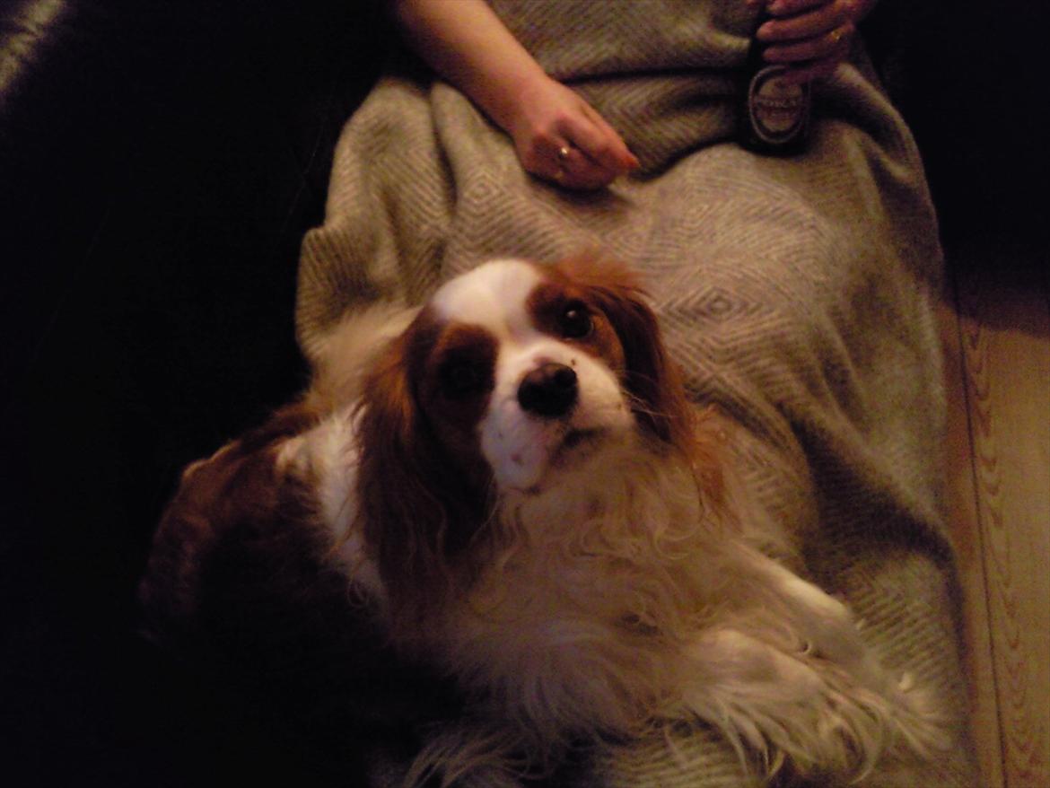 Cavalier king charles spaniel Kasmiers Fonci billede 2