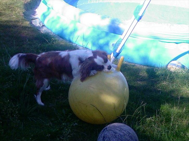 Cavalier king charles spaniel Kasmiers Fonci billede 3