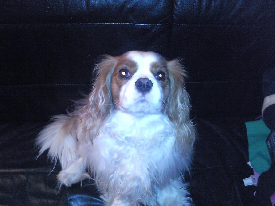 Cavalier king charles spaniel Kasmiers Fonci billede 4