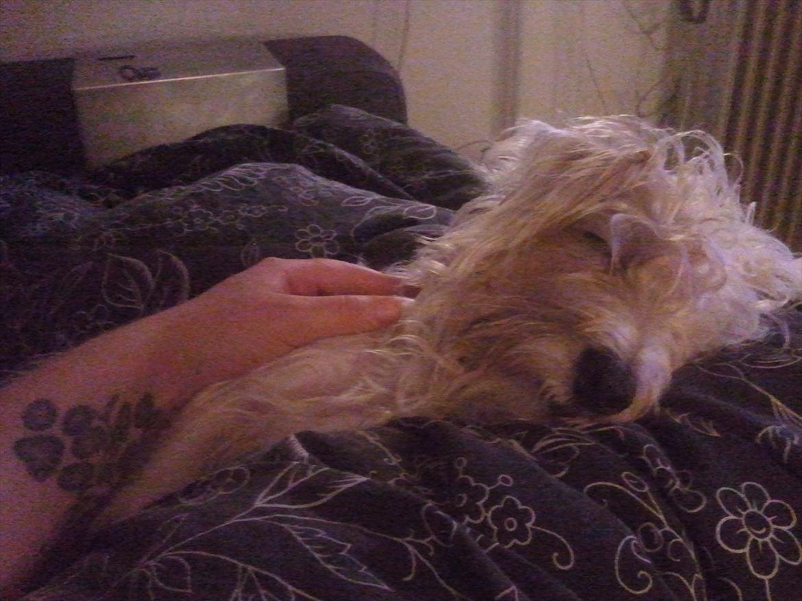 Jack russell terrier Jensen billede 2