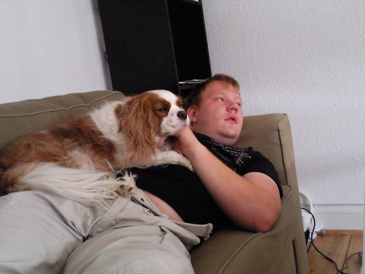 Cavalier king charles spaniel Kasmiers Fonci billede 5