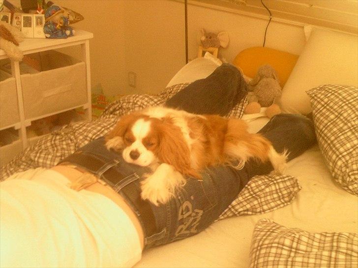 Cavalier king charles spaniel Kasmiers Fonci billede 6