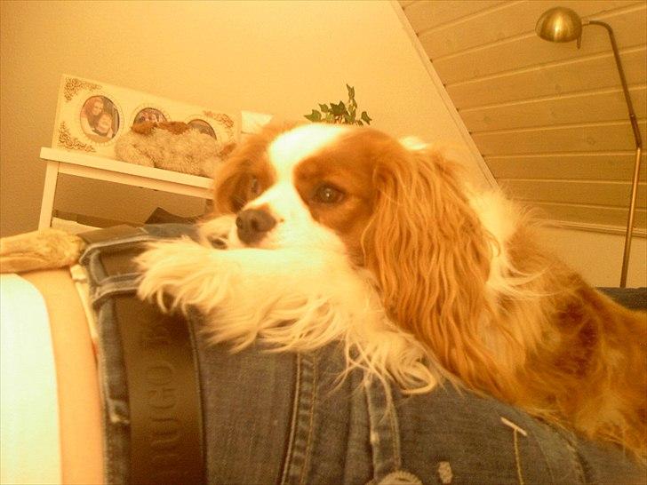 Cavalier king charles spaniel Kasmiers Fonci billede 7