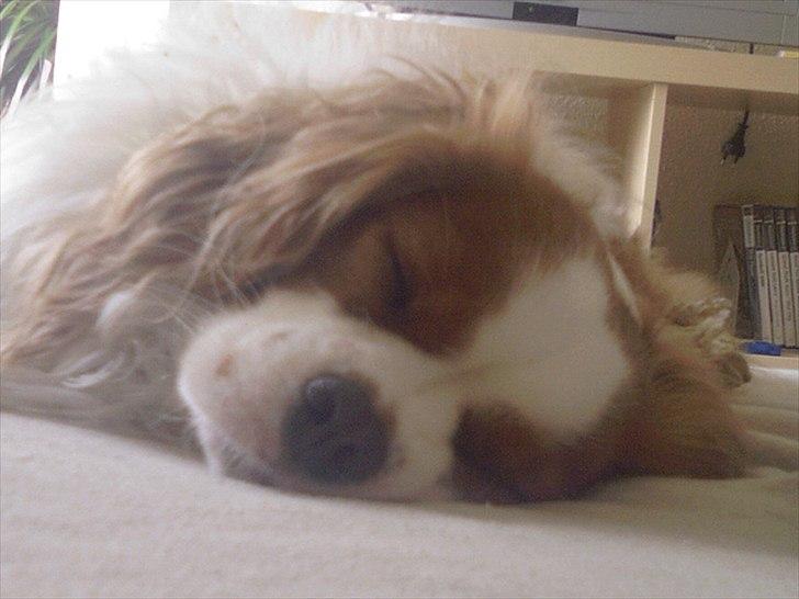Cavalier king charles spaniel Kasmiers Fonci billede 8