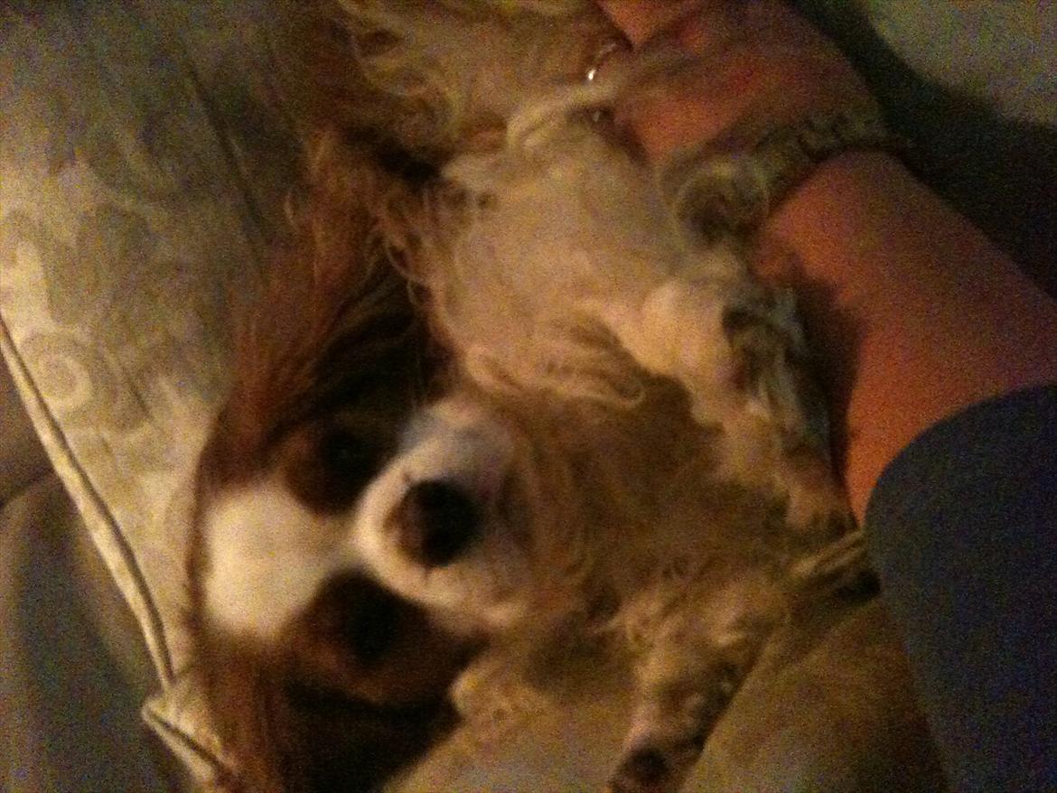 Cavalier king charles spaniel Kasmiers Fonci billede 9