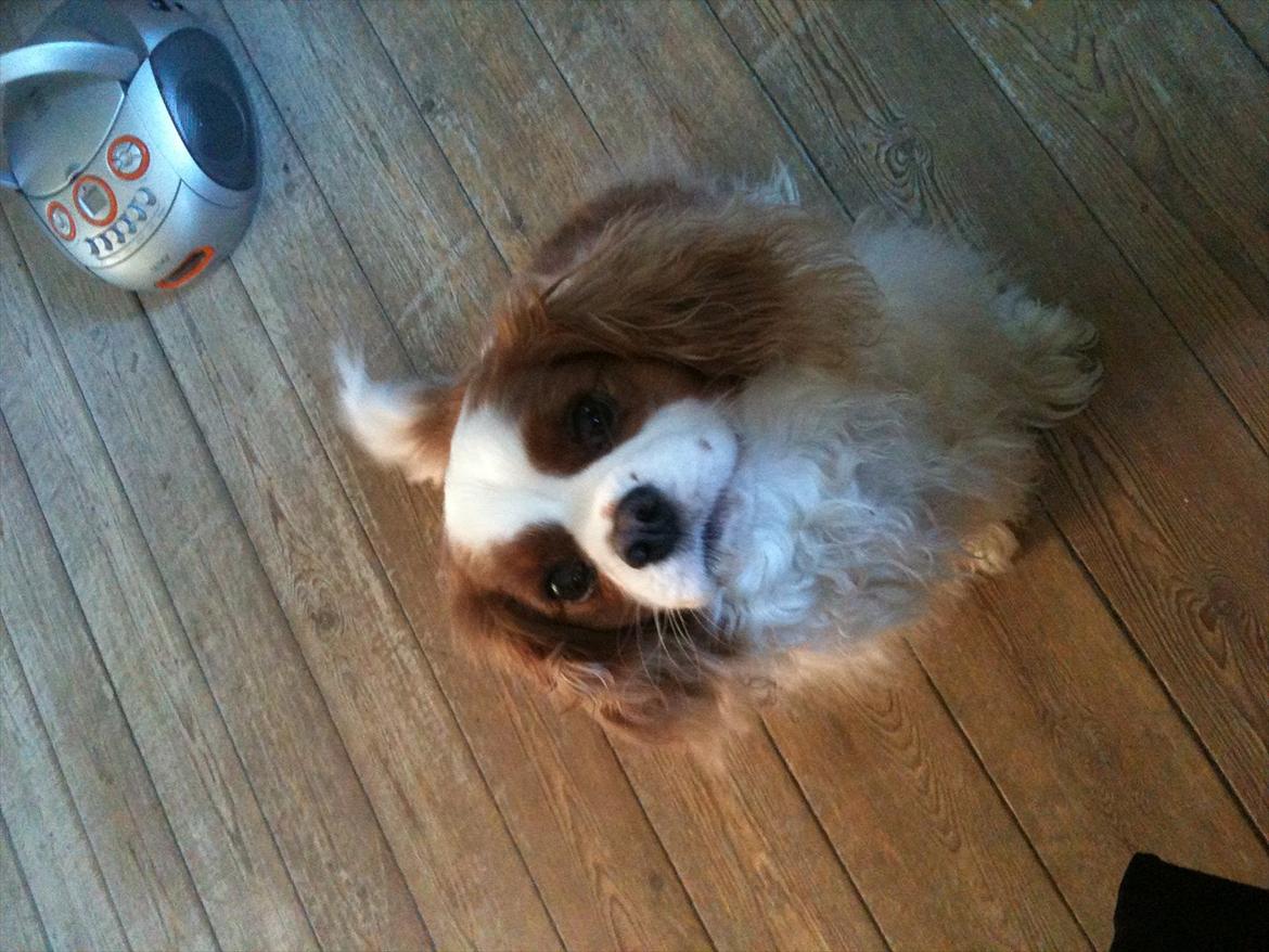 Cavalier king charles spaniel Kasmiers Fonci billede 10