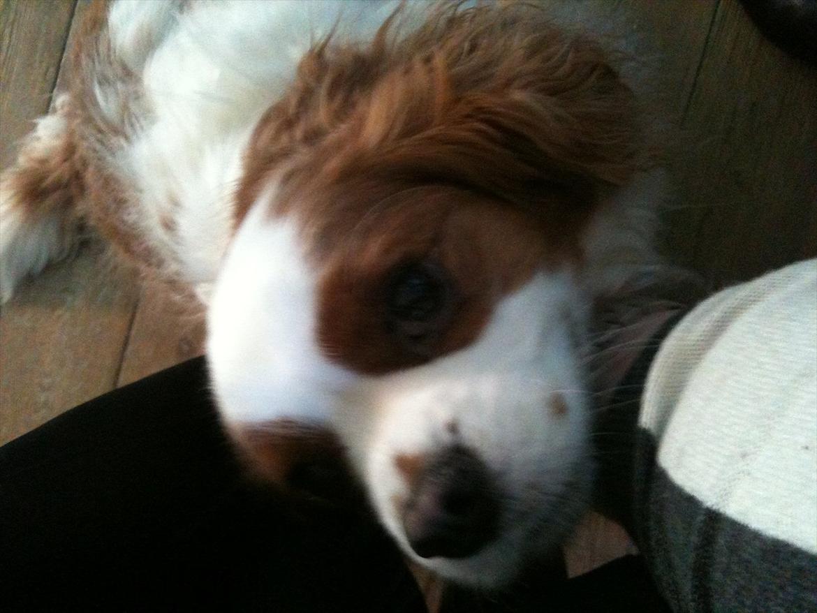 Cavalier king charles spaniel Kasmiers Fonci billede 11
