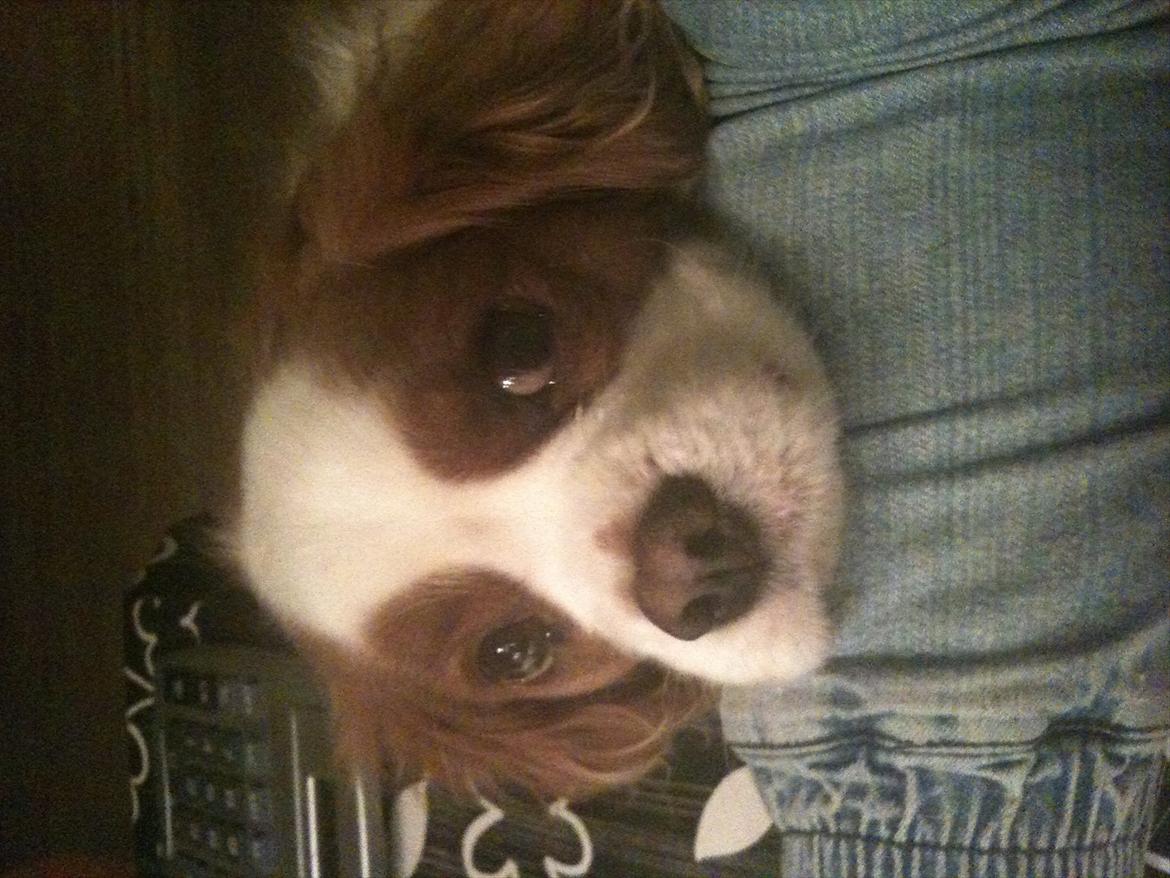 Cavalier king charles spaniel Kasmiers Fonci billede 12