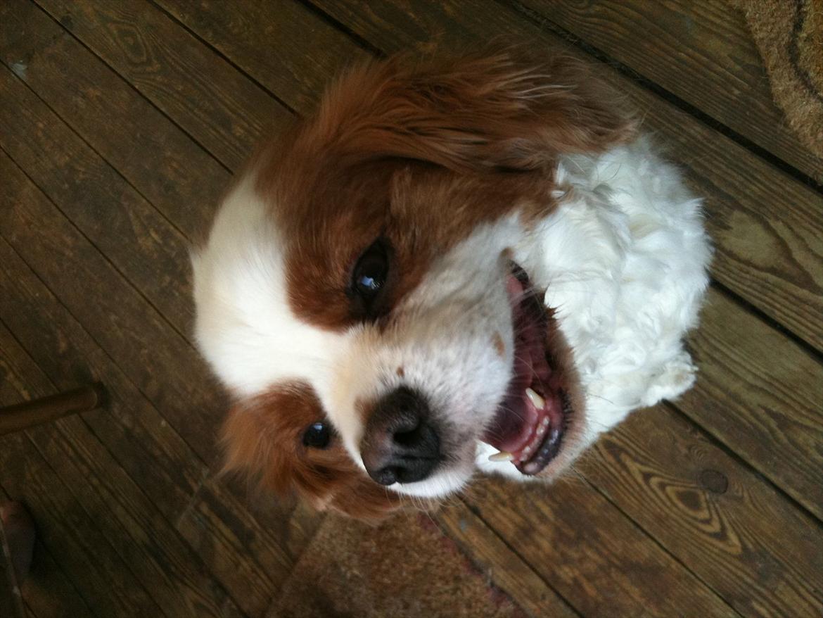 Cavalier king charles spaniel Kasmiers Fonci billede 13