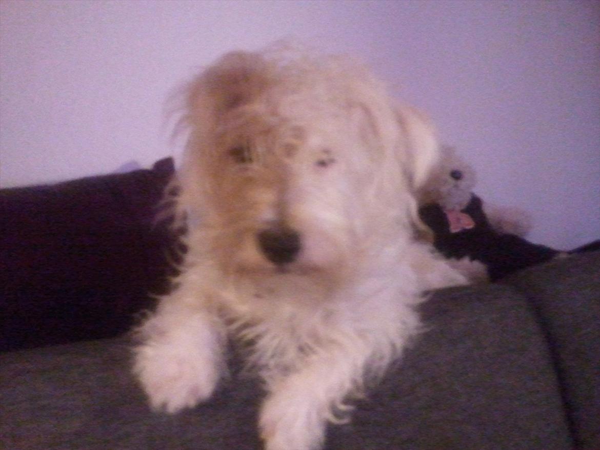 Jack russell terrier Jensen billede 1