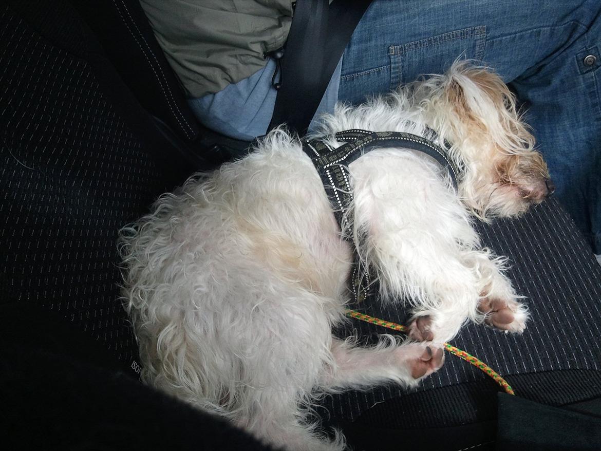 Jack russell terrier Jensen - meget træt efter en god tur på stranden :) billede 4