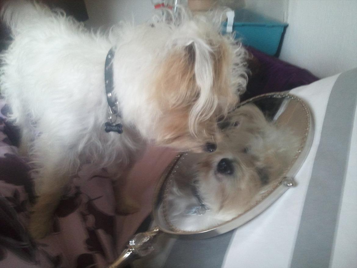 Jack russell terrier Jensen - hmm er det mig? billede 5