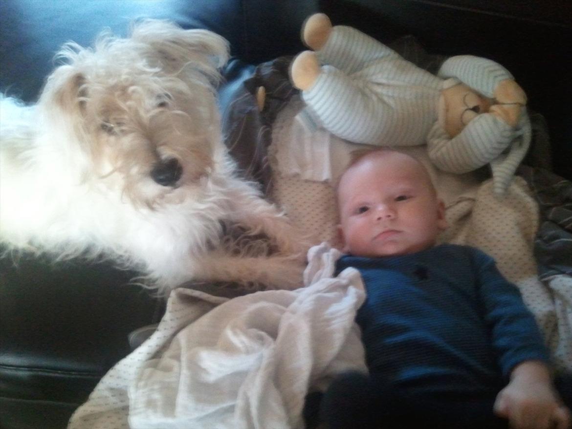 Jack russell terrier Jensen - passer godt på sin lille nevø :) billede 6