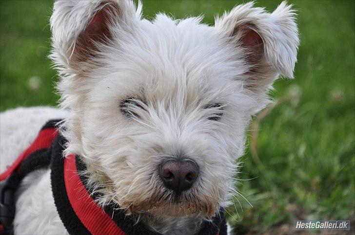 West highland white terrier Kimi  billede 1