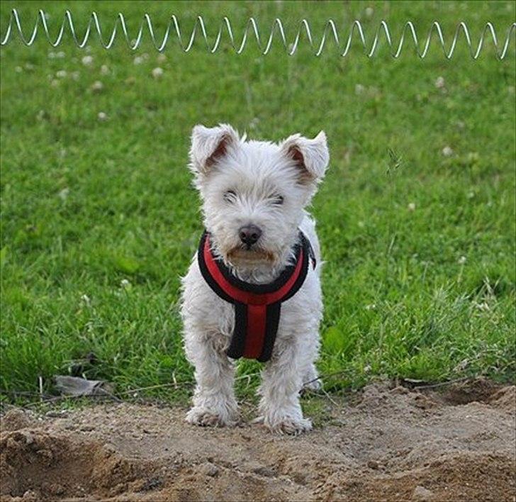 West highland white terrier Kimi  billede 2