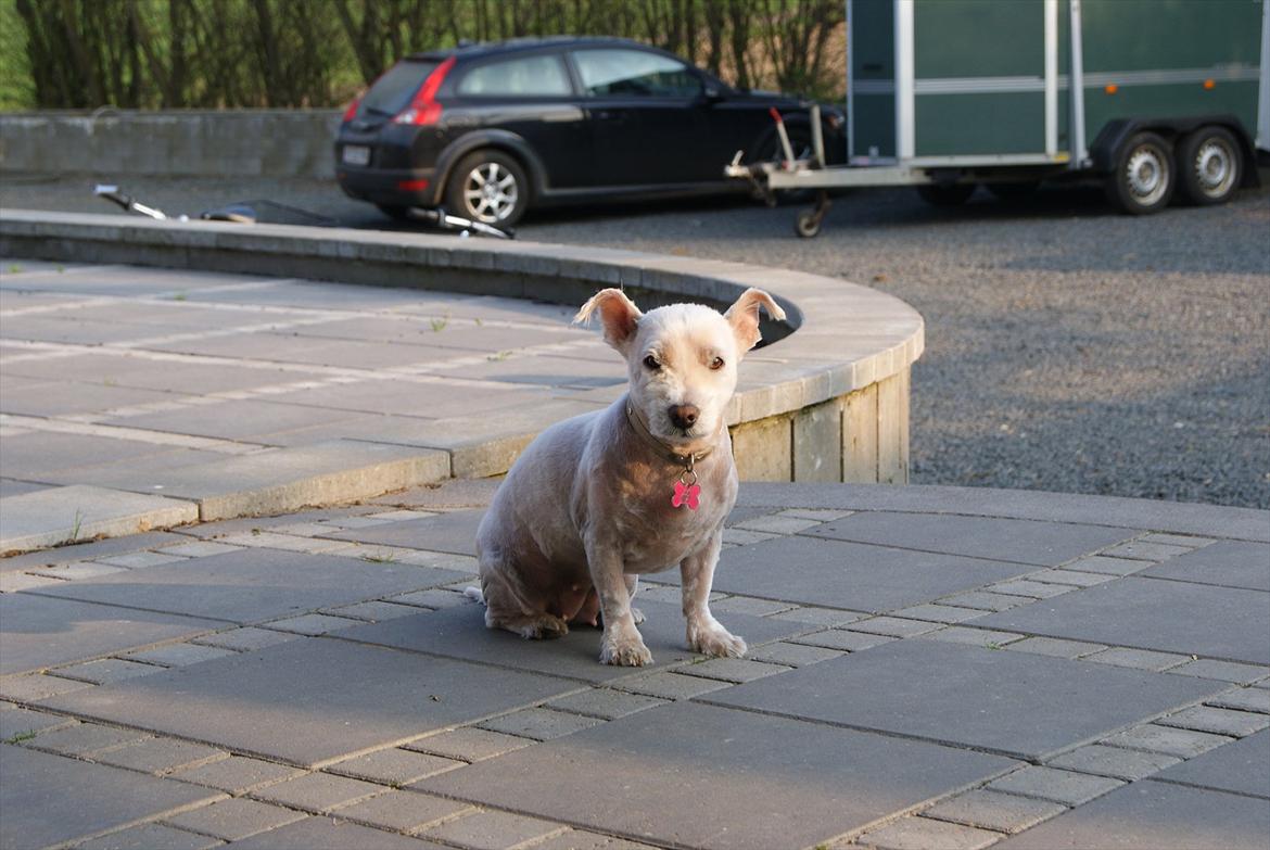 West highland white terrier Kimi  billede 9