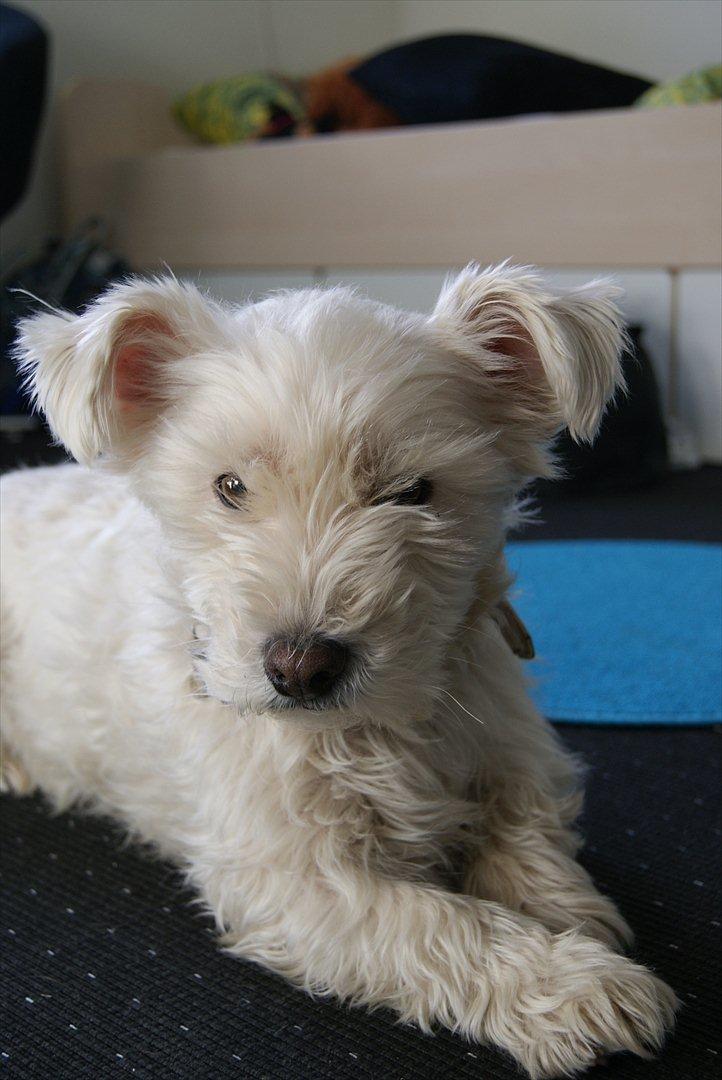 West highland white terrier Kimi  billede 4