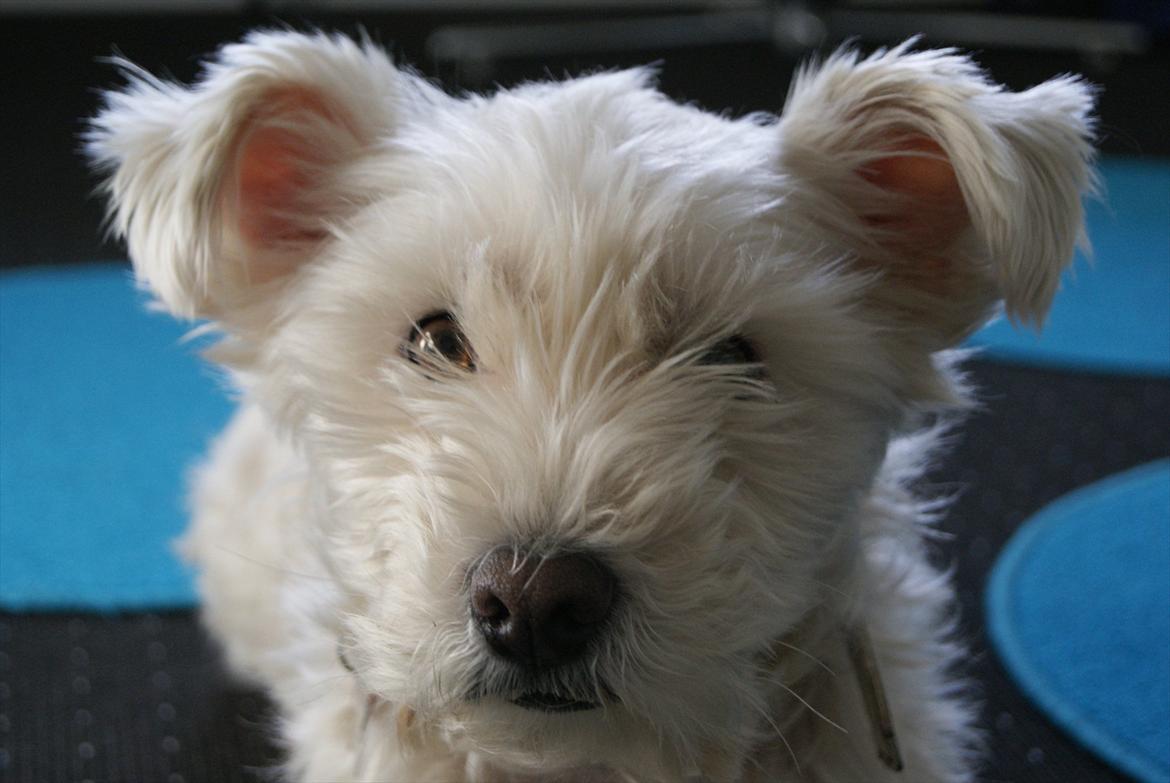 West highland white terrier Kimi  billede 5