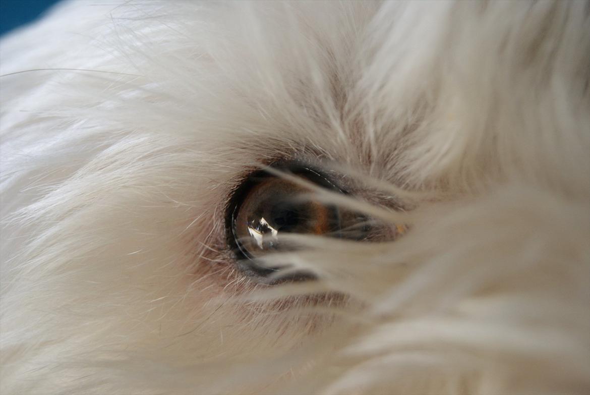 West highland white terrier Kimi  billede 10