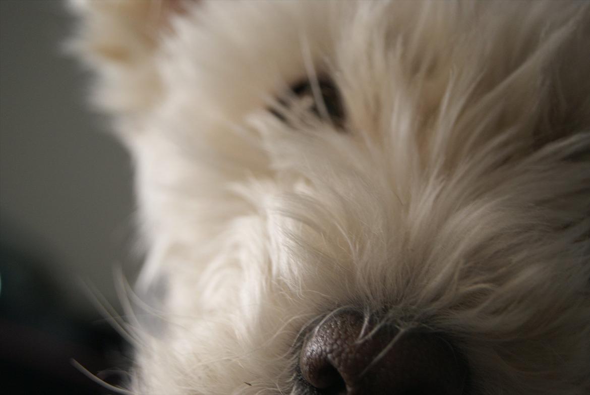 West highland white terrier Kimi  billede 6