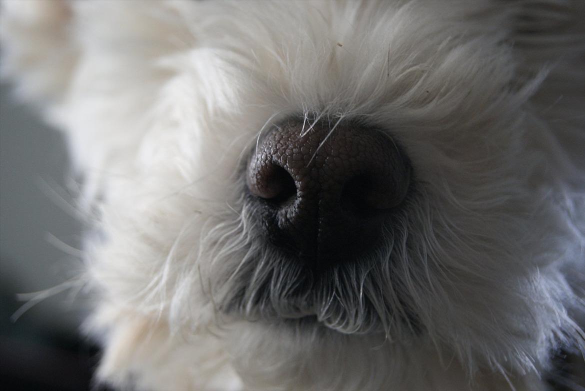 West highland white terrier Kimi  billede 7