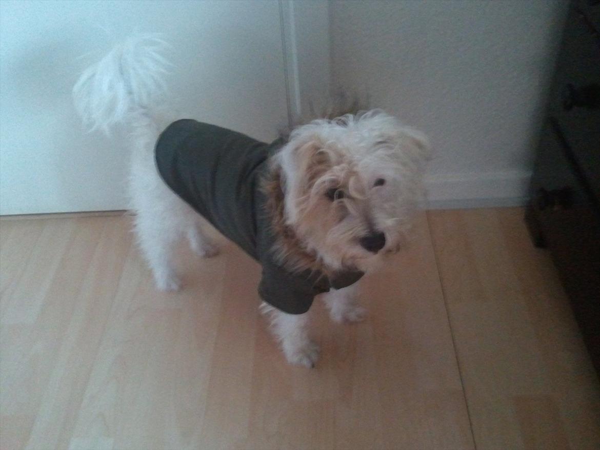 Jack russell terrier Jensen billede 8