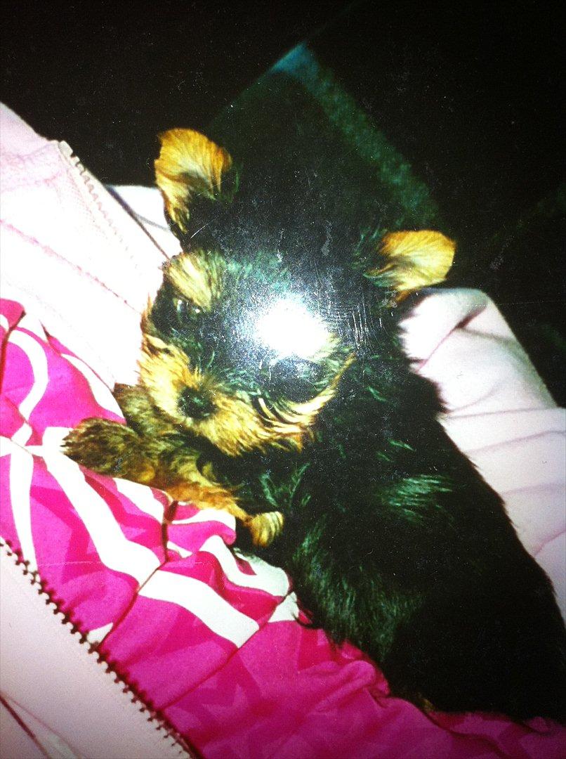 Yorkshire terrier Figini's Buster  - bussi som hvalp :) billede 5