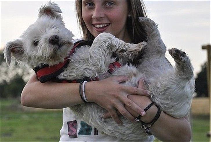 West highland white terrier Kimi  billede 8