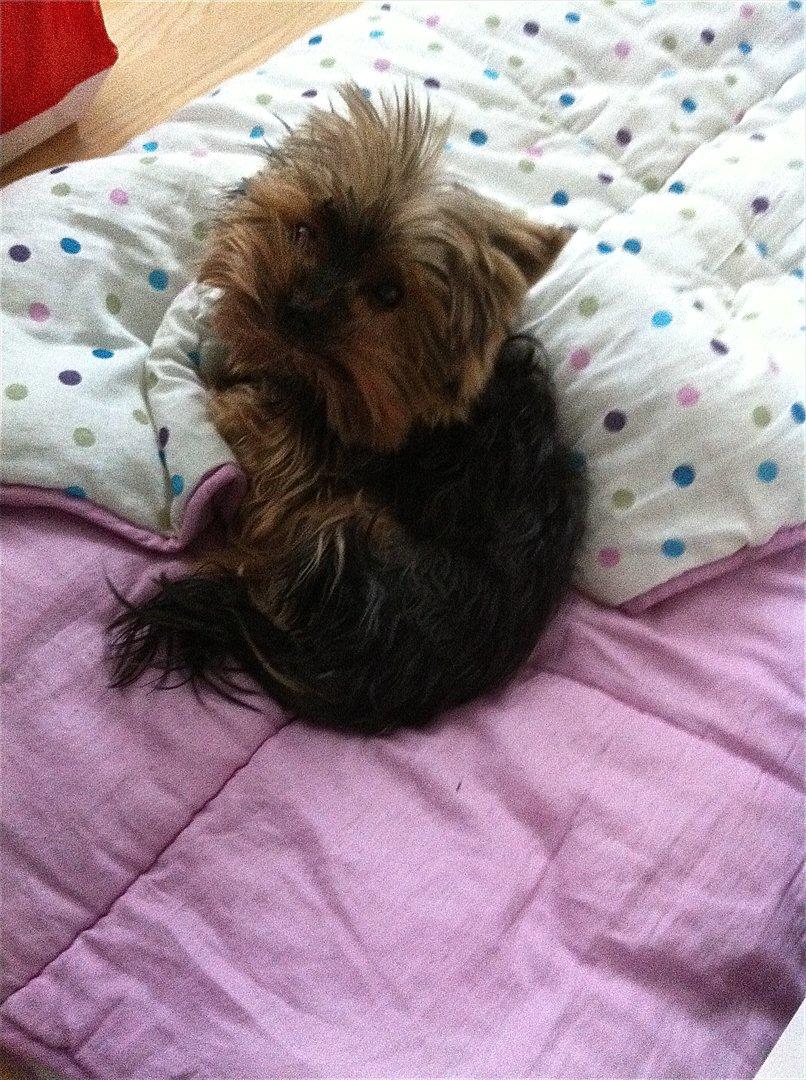 Yorkshire terrier Figini's Buster  billede 6