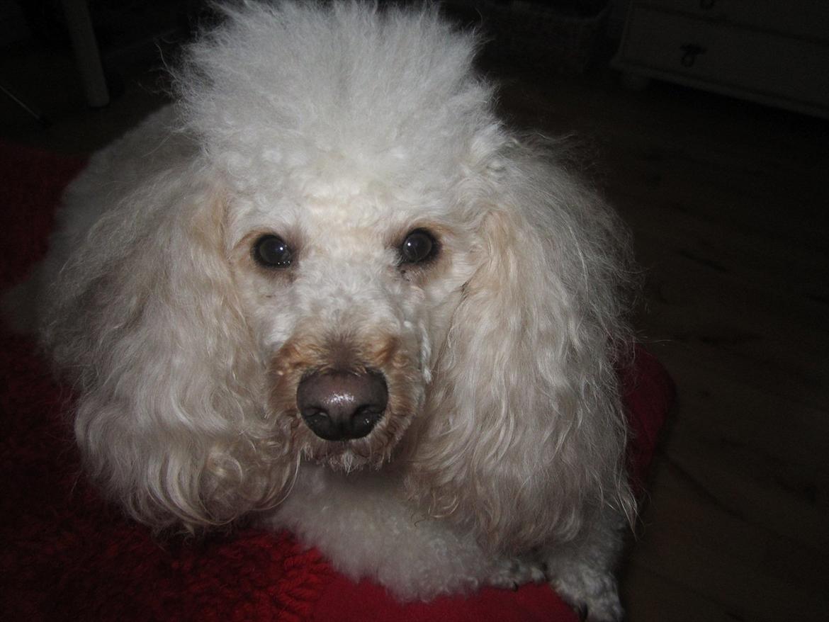 Dværgpuddel Olfert - Olfert Januar 2012 billede 1