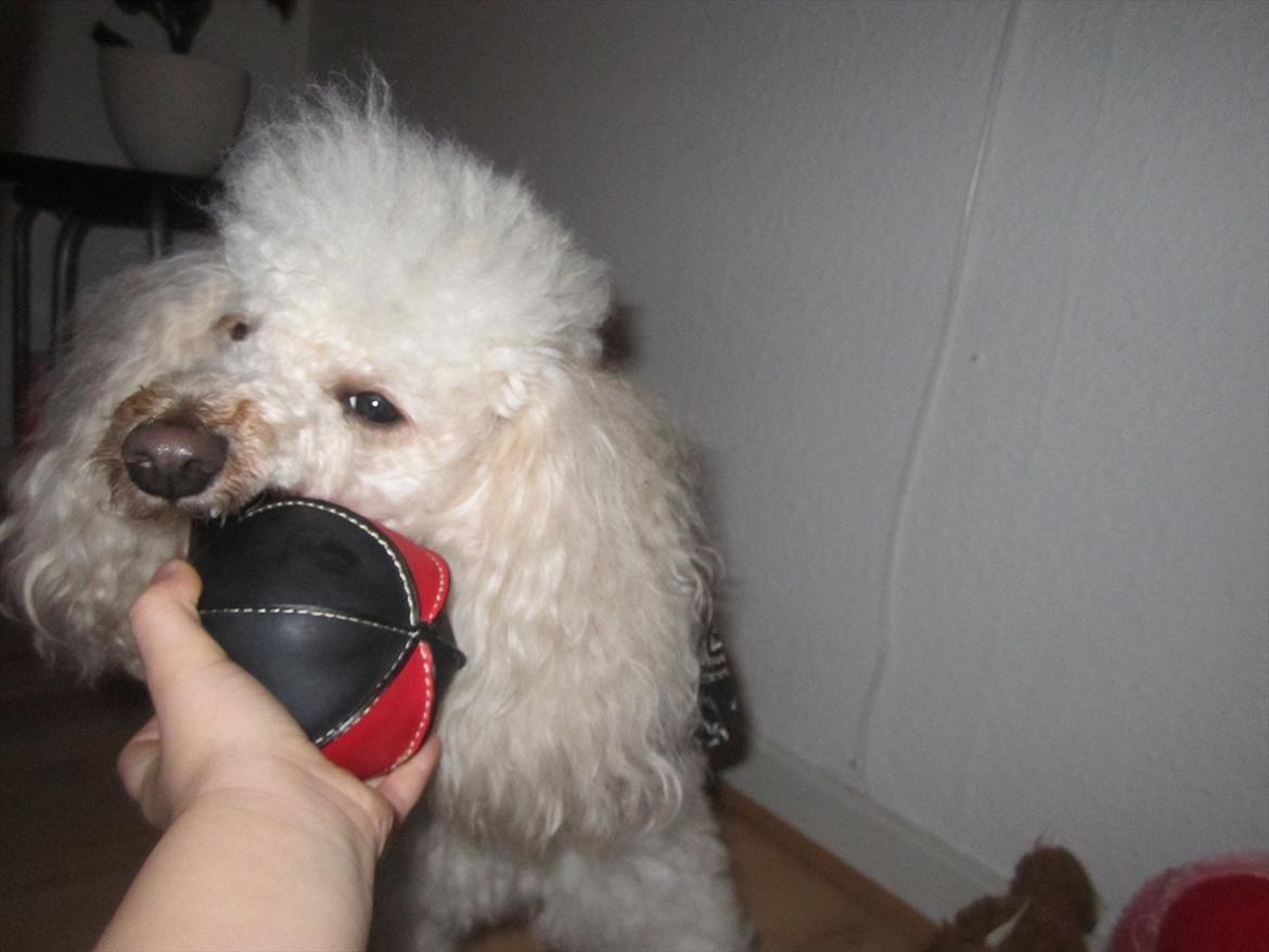 Dværgpuddel Olfert - Olfert Januar 2012 billede 2