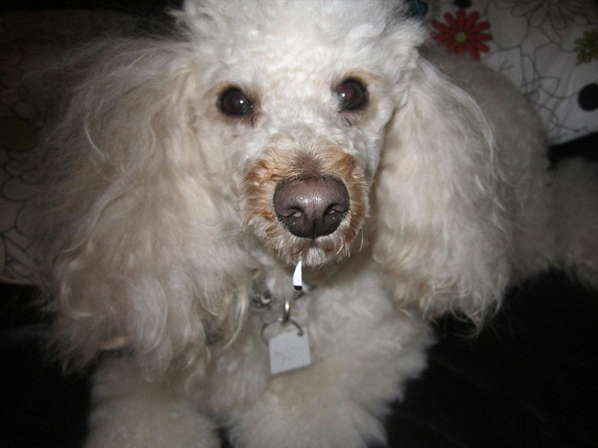 Dværgpuddel Olfert - Olfert Januar 2012 billede 3